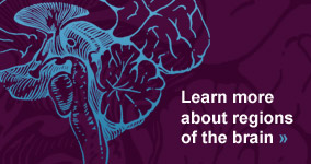 Learn more about regions of the brain.
